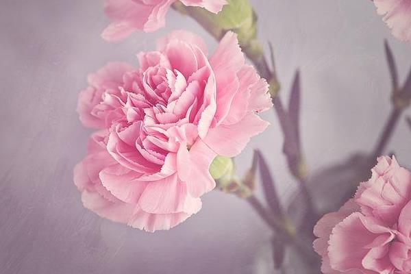 花语是温柔的花