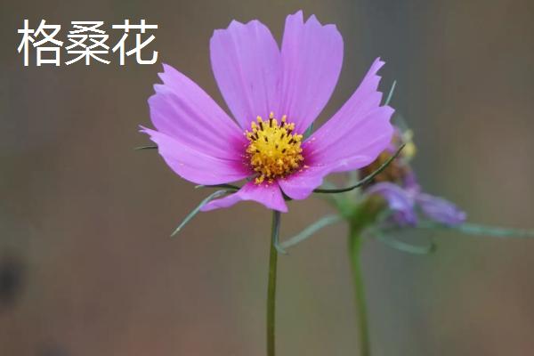 秋英花与格桑花的区别