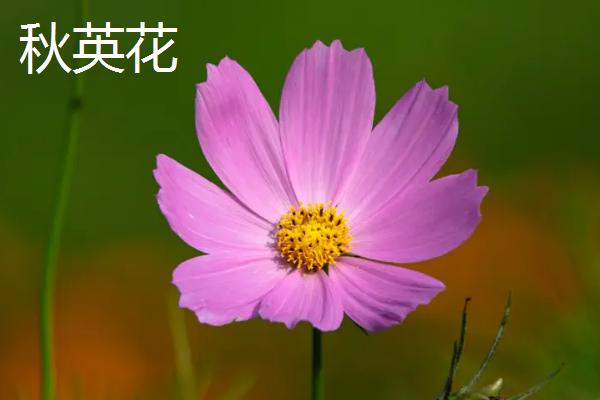 秋英花与格桑花的区别