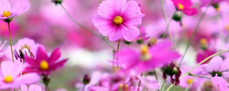 秋英和格桑花是一种花吗