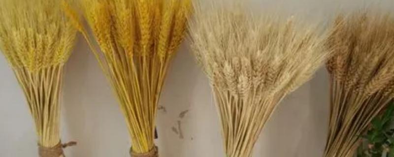 麦穗干花放家里风水好吗