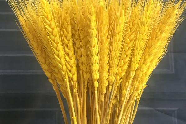 麦穗干花放家里风水好吗