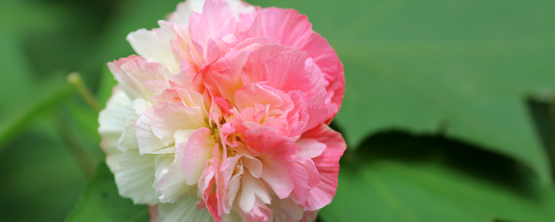 木芙蓉是常绿还是落叶