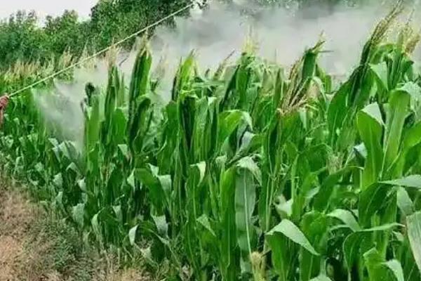 硝烟莠去津可以打糯玉米吗