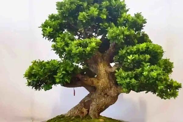 黄杨树怎么造型才好看