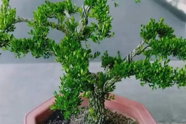 黄杨树哪个品种最好