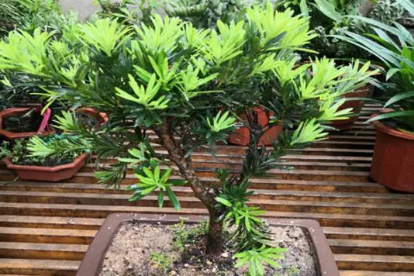 罗汉松品种排名