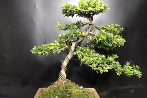 罗汉松品种排名
