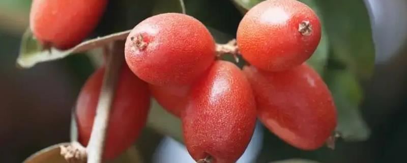 羊奶果什么时候成熟