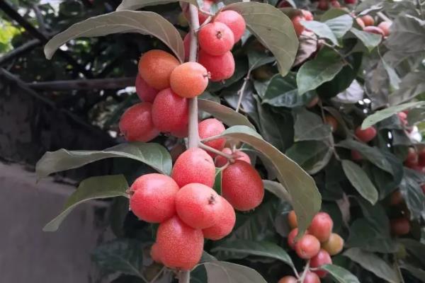 羊奶果适合什么地方种植
