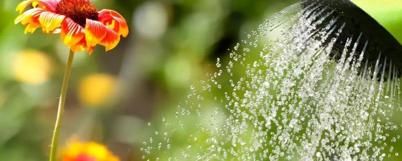 柠檬水可以浇花吗