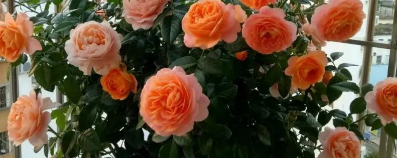 阳台种什么花好看又好养