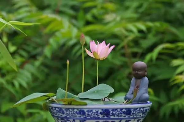 阳台种什么花好看又好养