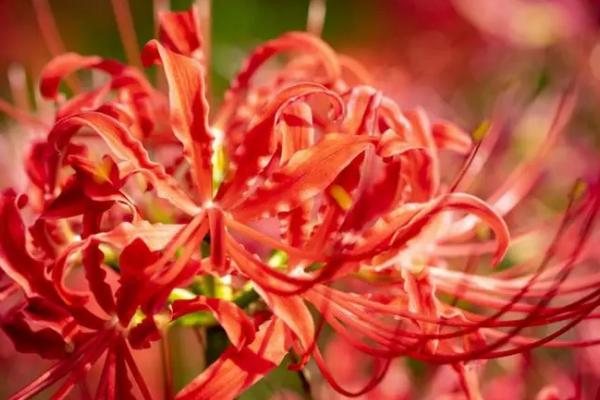 家里坚决不能养的花