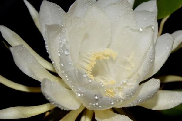 家里坚决不能养的花