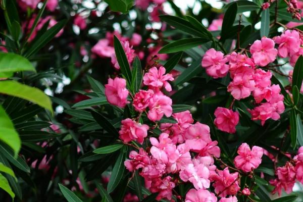 家里坚决不能养的花