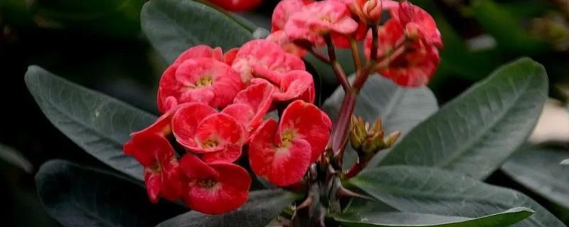 刺梅花在家养好不好