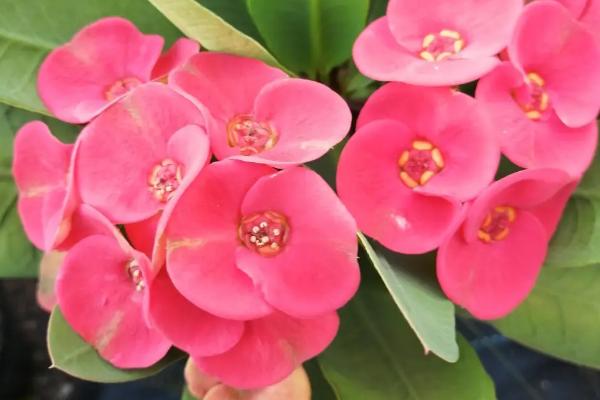 刺梅花在家养好不好