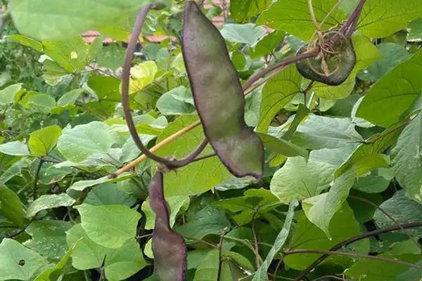 眉豆种植要点，附种植管理