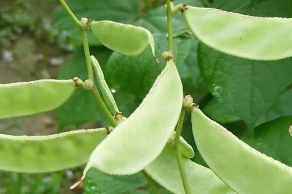 眉豆种植要点，附种植管理