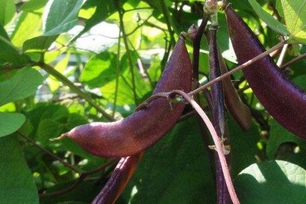 眉豆种植要点，附种植管理