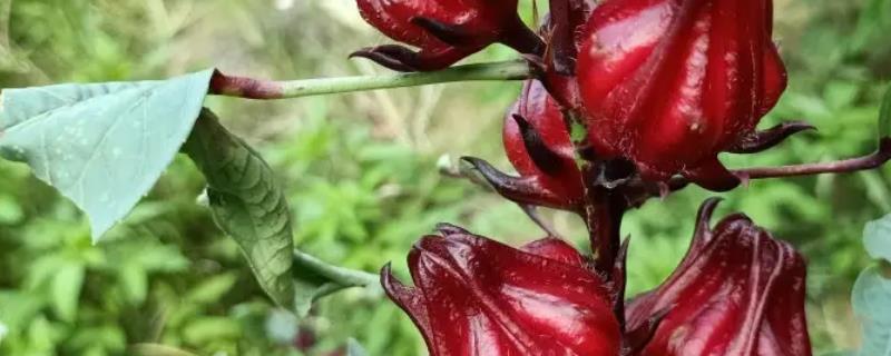 玫瑰茄怎么种
