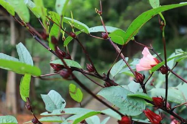 玫瑰茄种植要点，附种植管理