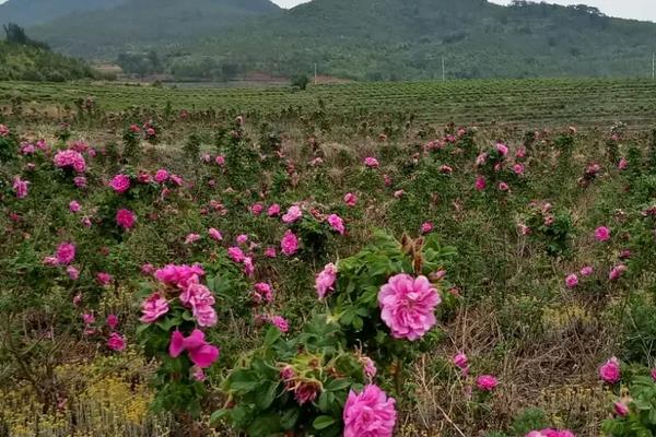 玫瑰花籽种植要点，附玫瑰花繁殖方式