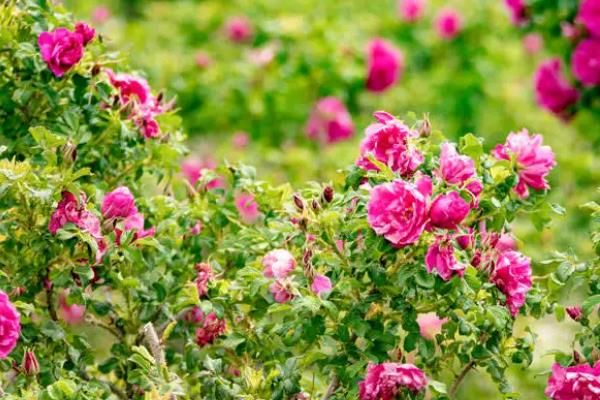 玫瑰花籽种植要点，附玫瑰花繁殖方式