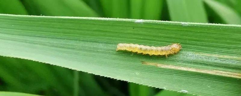 水稻红白线虫成虫是什么