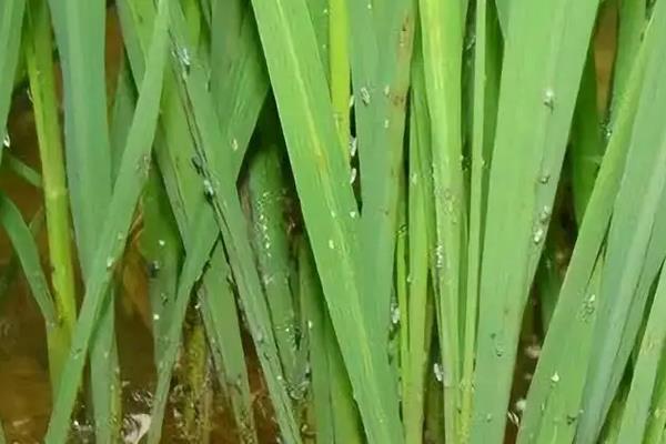 水稻红白线虫成虫介绍，附防治要点