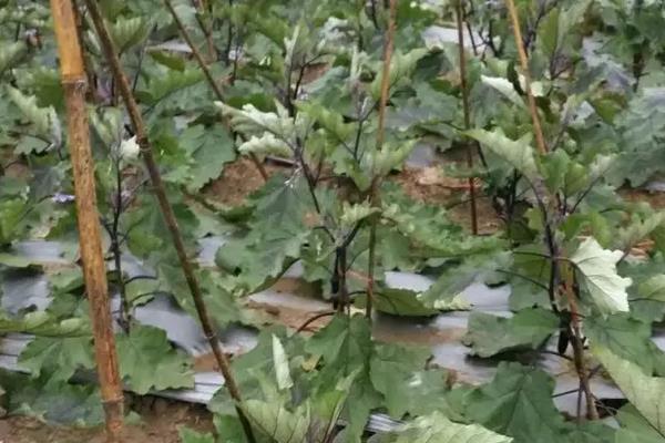 茄子死叶怎么处理，附茄子死叶的原因