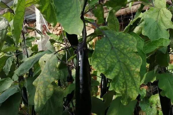 茄子死叶怎么处理，附茄子死叶的原因