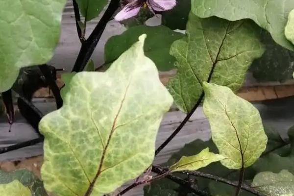 茄子死叶怎么处理，附茄子死叶的原因