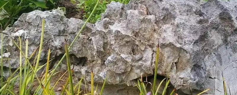 假山草籽怎么种