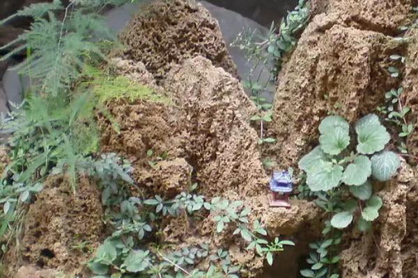 假山草籽的种植方法，附养护要点