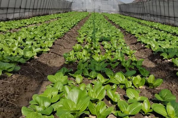茎腐病化学防治方法，附农业防治方法