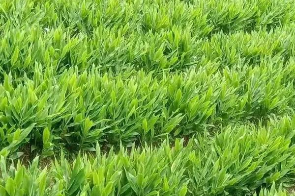 洋合种植要点，附种植管理技术