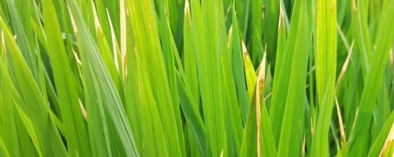 水稻黄叶用什么药