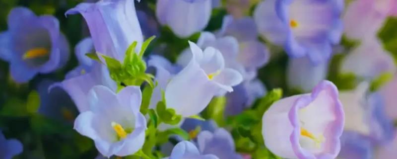 风铃花各种颜色的花语