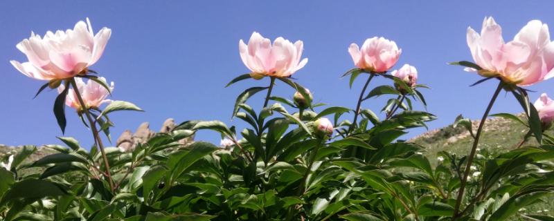 芍药的风水作用