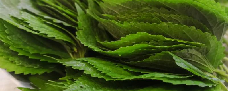 苏子叶是生冻还是熟冷冻保存