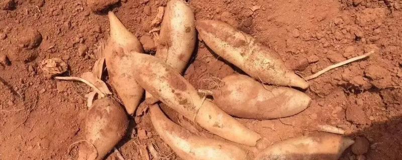 雪莲果成熟的季节是几月