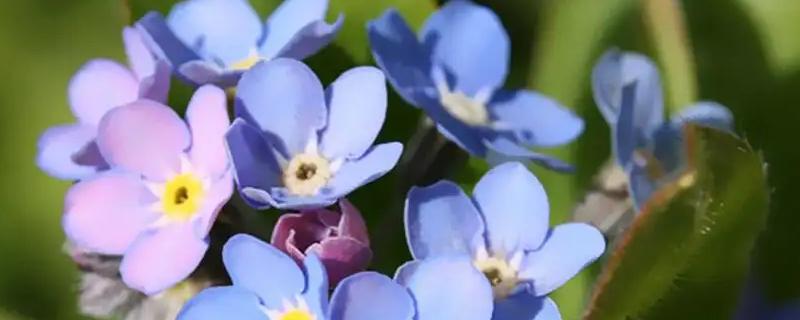 象征永恒的花有哪些