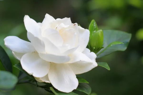 象征永恒的花