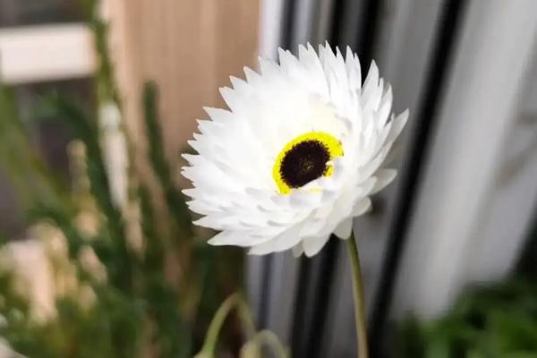 象征永恒的花