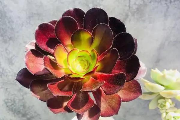 黑法师的风水寓意