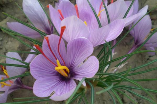 家里养藏红花好吗风水