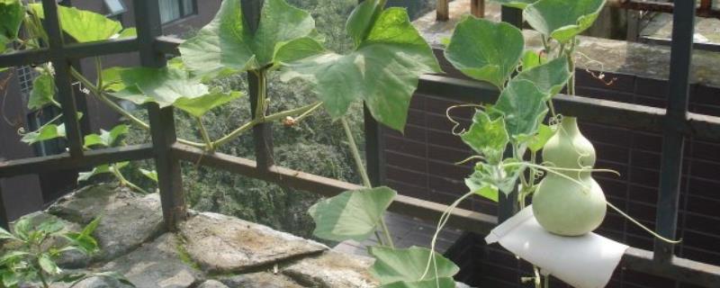 家里种葫芦好不好