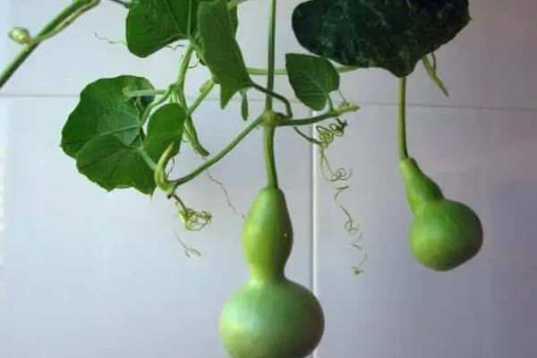 家里种葫芦好不好